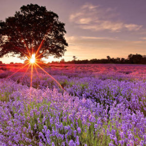 plateau de valensole